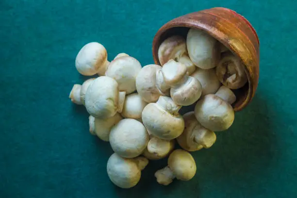 Fresh mushrooms sprouting in a home environment