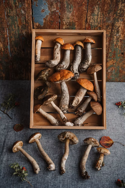 Lion's Mane Mushrooms Grow Kit