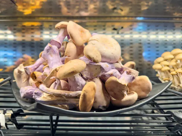 Shiitake & Gourmet Mix Packs Grow Kit